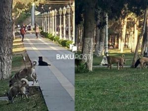 Bakıda it sürüsü uşaqlara hücum etdi: yaralanan var
