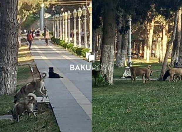 Bakıda it sürüsü uşaqlara hücum etdi: yaralanan var Bakıda it sürüsü uşaqlara hücum etdi: yaralanan var