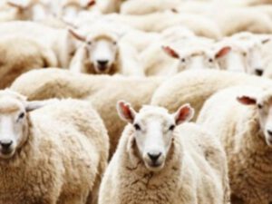 Qurbanlıq heyvanlar BU YERLƏRDƏ satılacaq və kəsiləcək