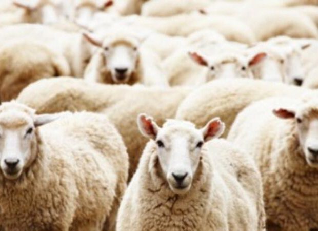 Qurbanlıq heyvanlar BU YERLƏRDƏ satılacaq və kəsiləcək Qurbanlıq heyvanlar BU YERLƏRDƏ satılacaq və kəsiləcək