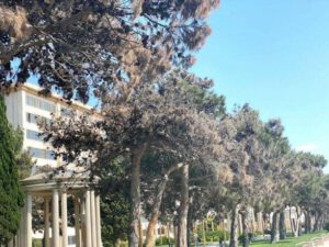 Bakıda yaşıllığı məhv edən xəstəlik yayılır, şam ağacları kütləvi kəsilir – FOTO