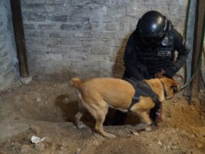 72 yaşlı kişinin bağçasında hissələrə ayrılmış 19 qadın cəsədi aşkarlandı