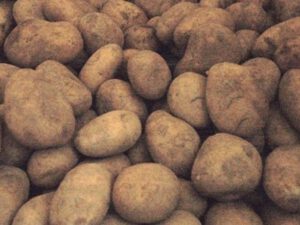 İrandan Azərbaycana gətirilən kartofda zərərvericilər aşkarlandı
