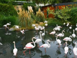 Bakı Zooparkına girişin kimlərə güzəştli və pulsuz olacağı AÇIQLANDI