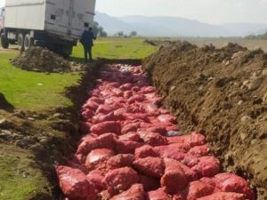 Rusiyadan gətirilən kartofda zərərverici aşkarlandı