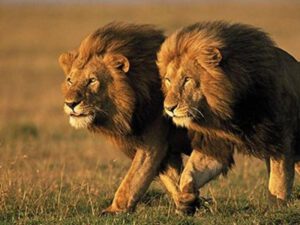 Şirlər arasında da koronavirus yayılıb