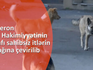 Abşeron İcra Hakimiyyətinin ətrafı sahibsiz itlərin oylağına çevirilib