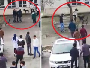 Pitbull liseyin həyətinə daxil olub 5 şagirdə xəsarət yetirdi – VİDEO