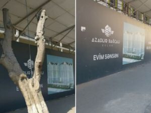 Bakıda yol kənarındakı ağac yoxa çıxdı – FOTO