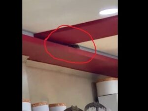 Bakıda bu məşhur restoranda siçanlar məskən saldı – Video