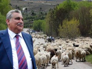 Əhəd Abıyev mal-qaranın Daşkəsənə girişinə qadağa qoydu – XÜSUSİ ŞƏRTLƏR