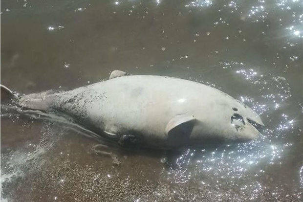 “Suda xəstəlik”: Azov dənizində balıq və delfinlərin kütləvi ölümü başladı – FOTO